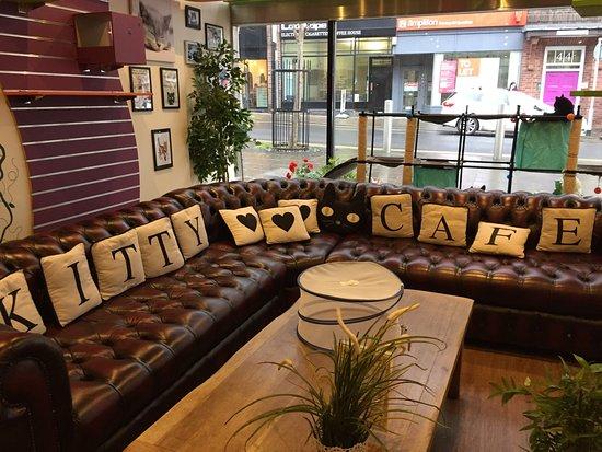 Kitty Cafe